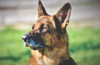 【WatchDogTimer】Raspberry Pi4サーバがフリーズ(停止)した場合に自動再起動する方法【HeartBeat】