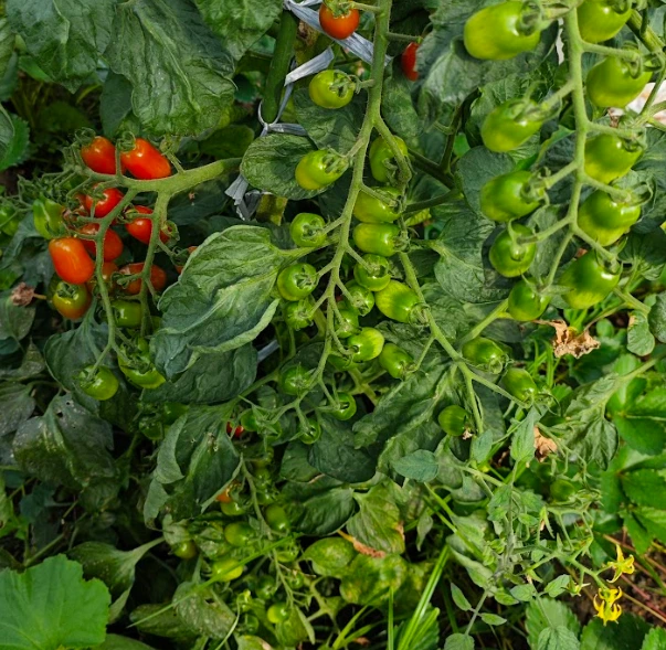 tomato