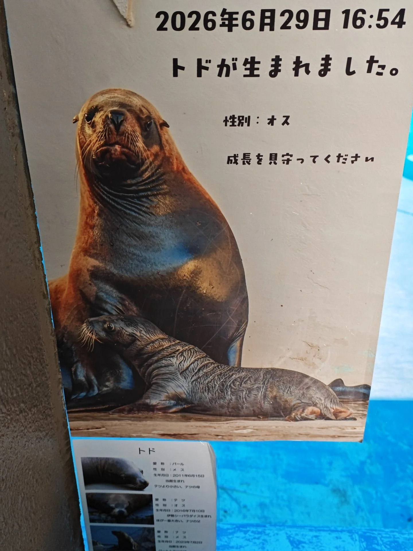 新参者のトド